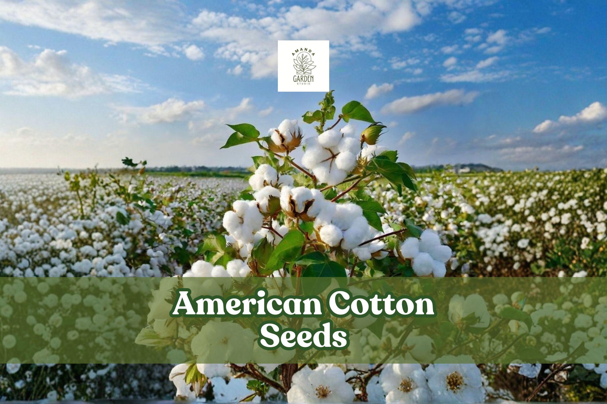 American Cotton Seeds Gossypium hirsutum - Easy Grow Decorative Fiber Plant for Garden & STEM Projects