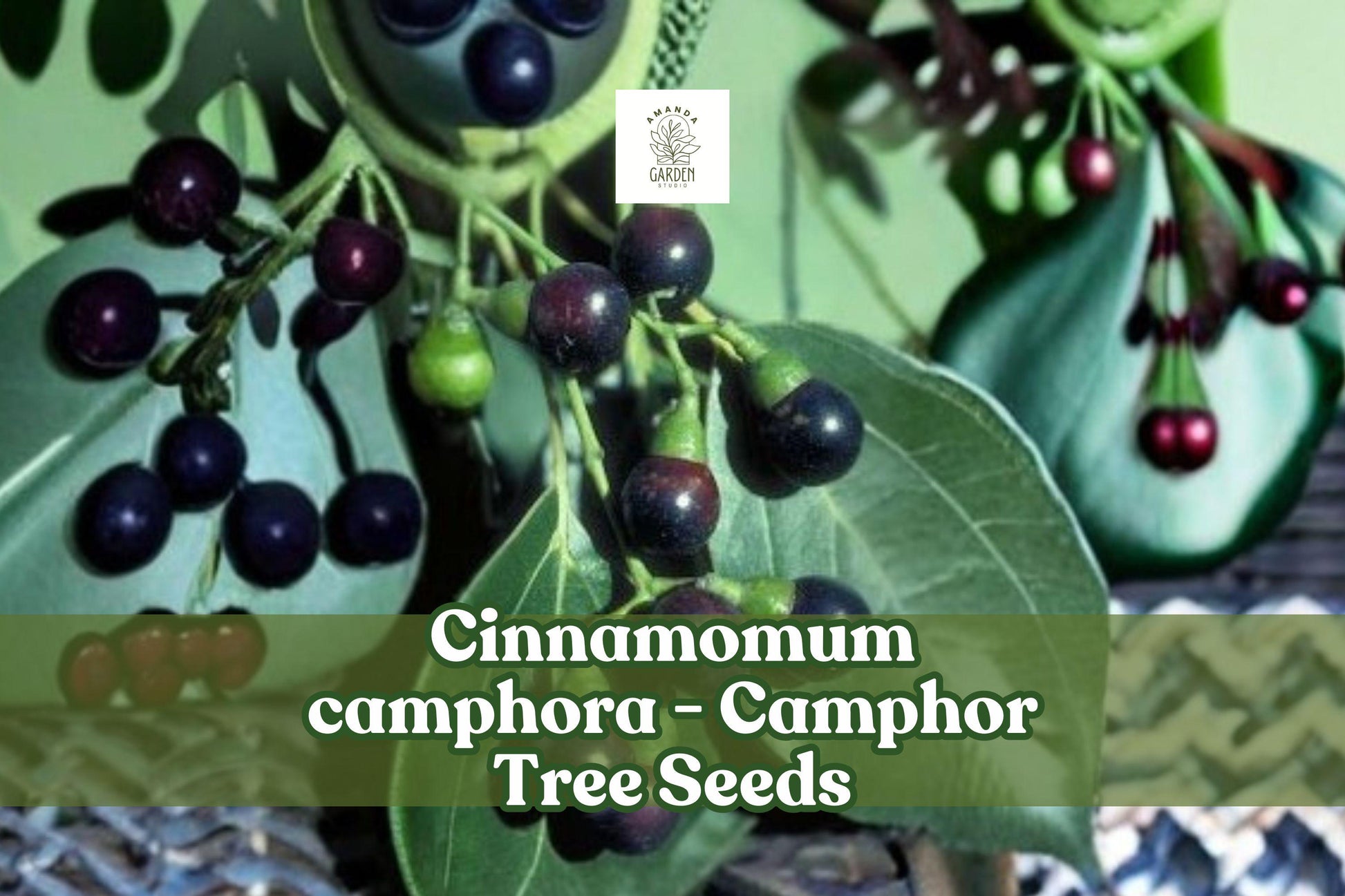 Camphor Tree Seeds, Fragrant Evergreen Cinnamomum camphora, Bonsai & Landscaping, 10 Seeds