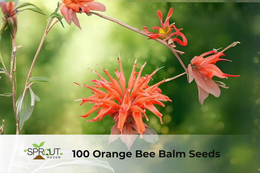 100 Orange Bee Balm Seeds | Monarda spp. Perennial Flowers for Pollinators, Hummingbirds & Cottage Gardens