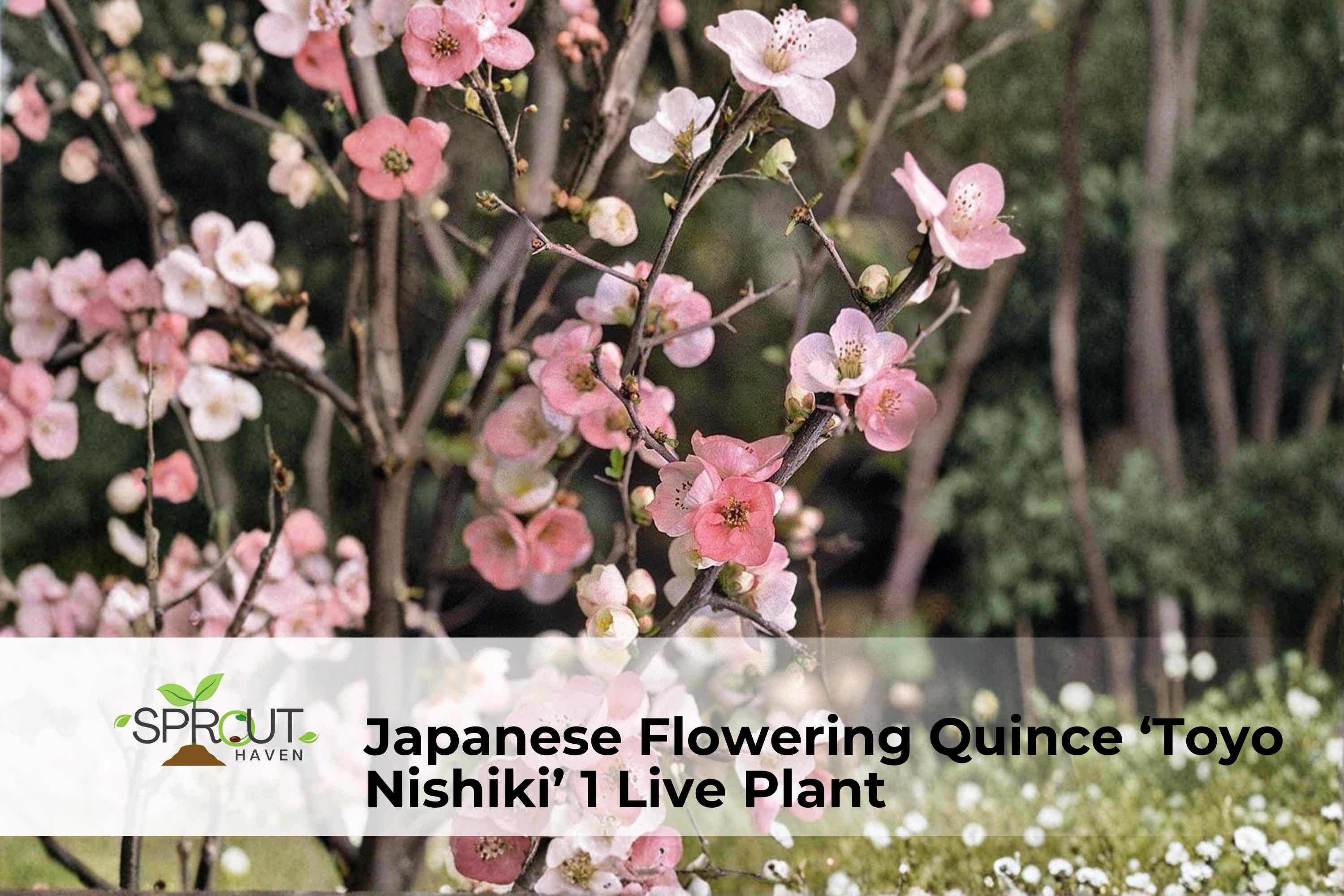 Japanese Flowering Quince ‘Toyo Nishiki’ Live Shrub – Hardy Deciduous Ornamental Plant with Red, Pink & White Blooms