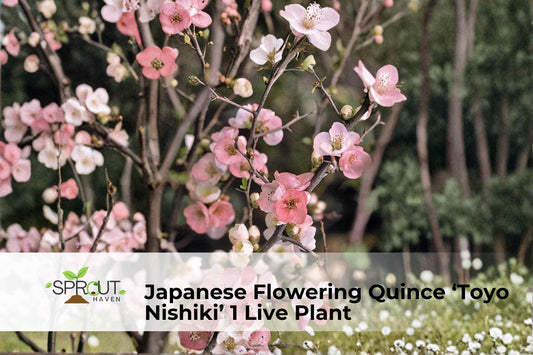 Japanese Flowering Quince ‘Toyo Nishiki’ Live Shrub – Hardy Deciduous Ornamental Plant with Red, Pink & White Blooms