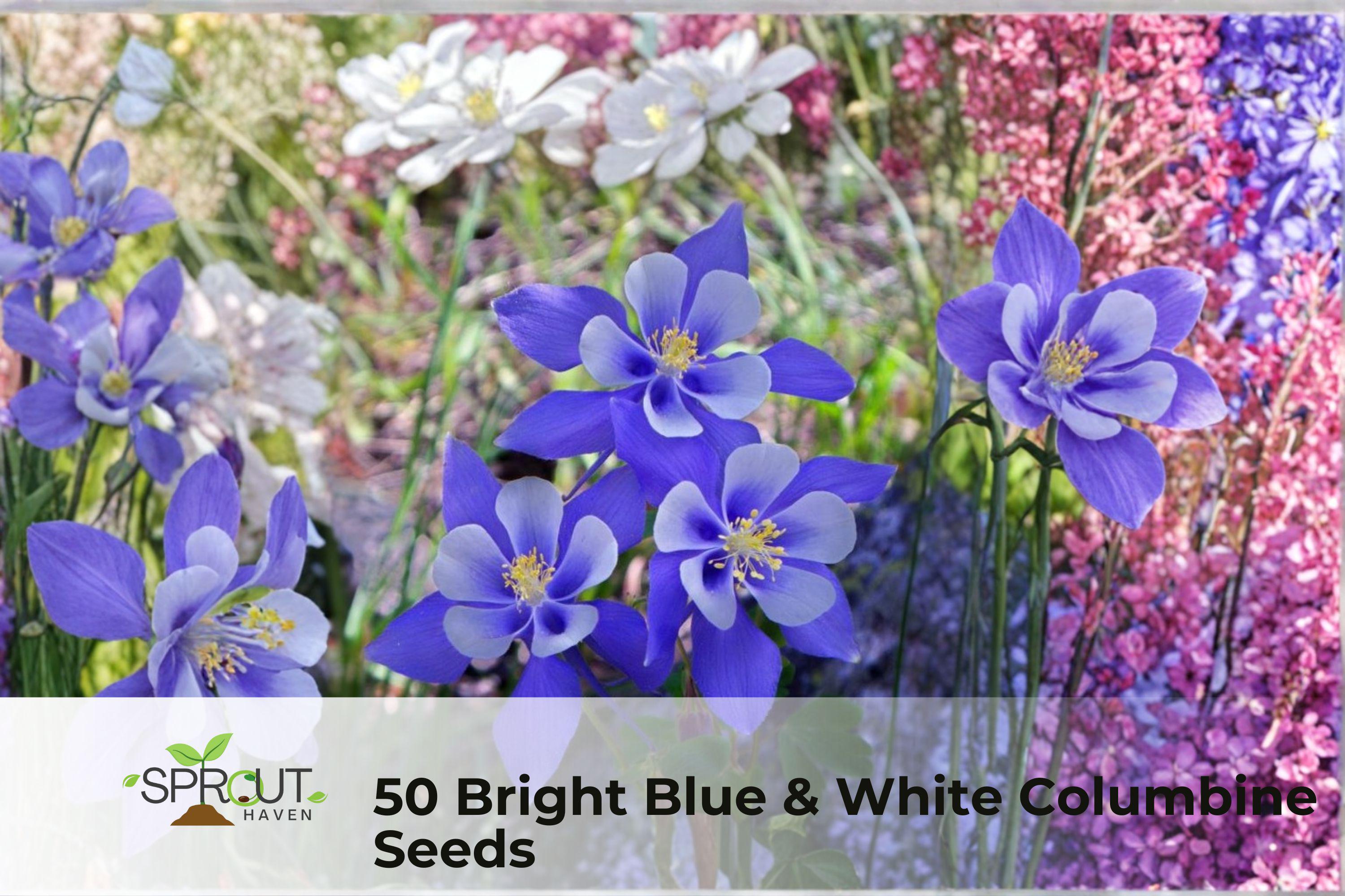 Blue & White Columbine Seeds – Perennial Flowering Plant, Aquilegia spp., Attracts Pollinators, Garden Borders & Rock Gardens