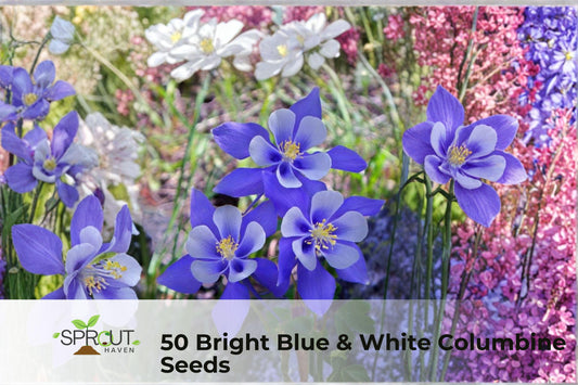 Blue & White Columbine Seeds – Perennial Flowering Plant, Aquilegia spp., Attracts Pollinators, Garden Borders & Rock Gardens