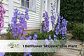 Bellflower ‘Majestic’ Live Plant – Purple Perennial with Bell-Shaped Blooms, Campanula spp.