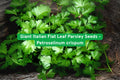 Giant Italian Flat Leaf Parsley Seeds – Petroselinum crispum var. neapolitanum – Heirloom Culinary Herb, Biennial Vegetable