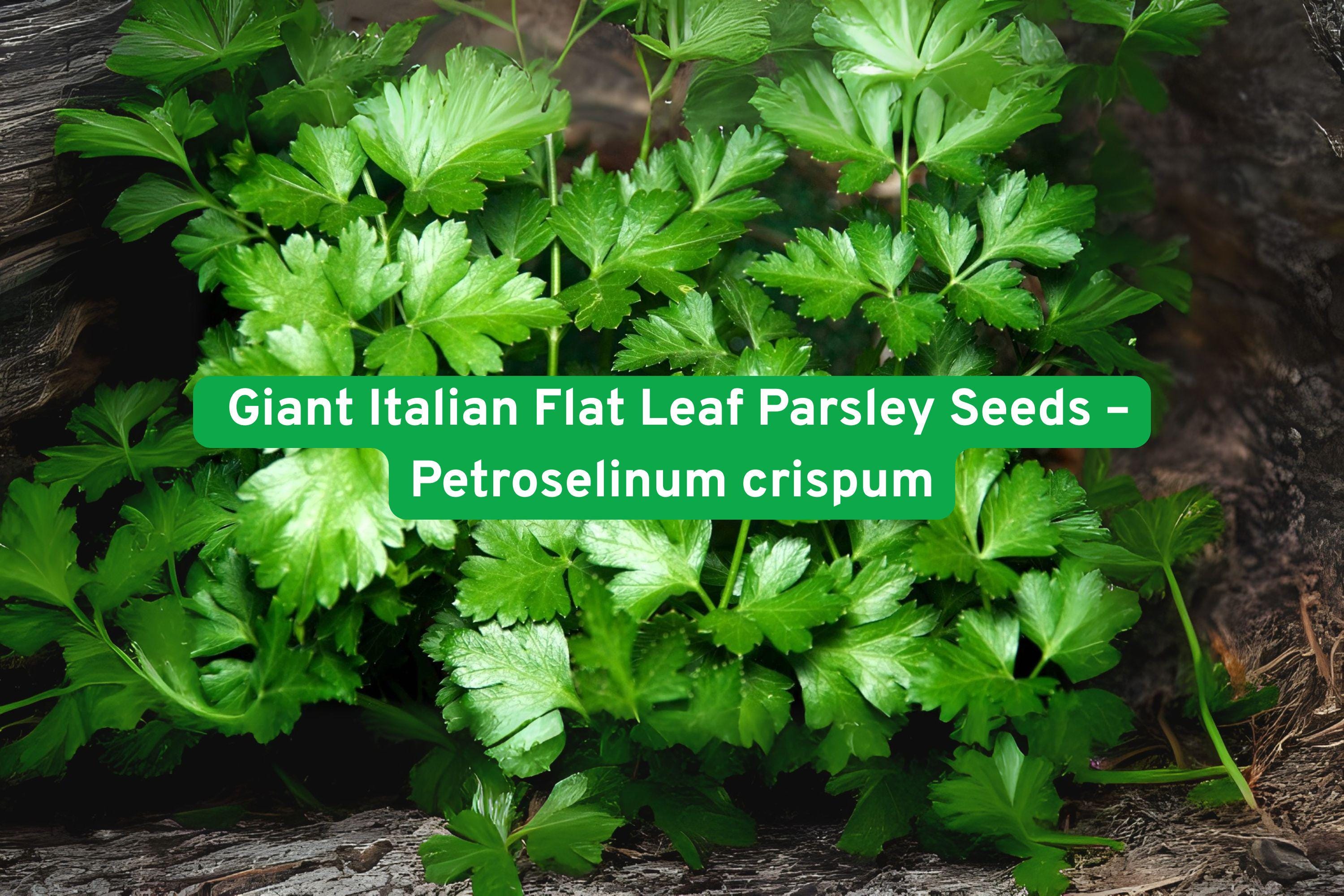 Giant Italian Flat Leaf Parsley Seeds – Petroselinum crispum var. neapolitanum – Heirloom Culinary Herb, Biennial Vegetable