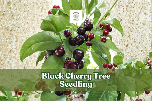 Black Cherry Tree Seedling - Fast Growing Shade Tree Prunus serotina Native Wildlife-Friendly Landscaping