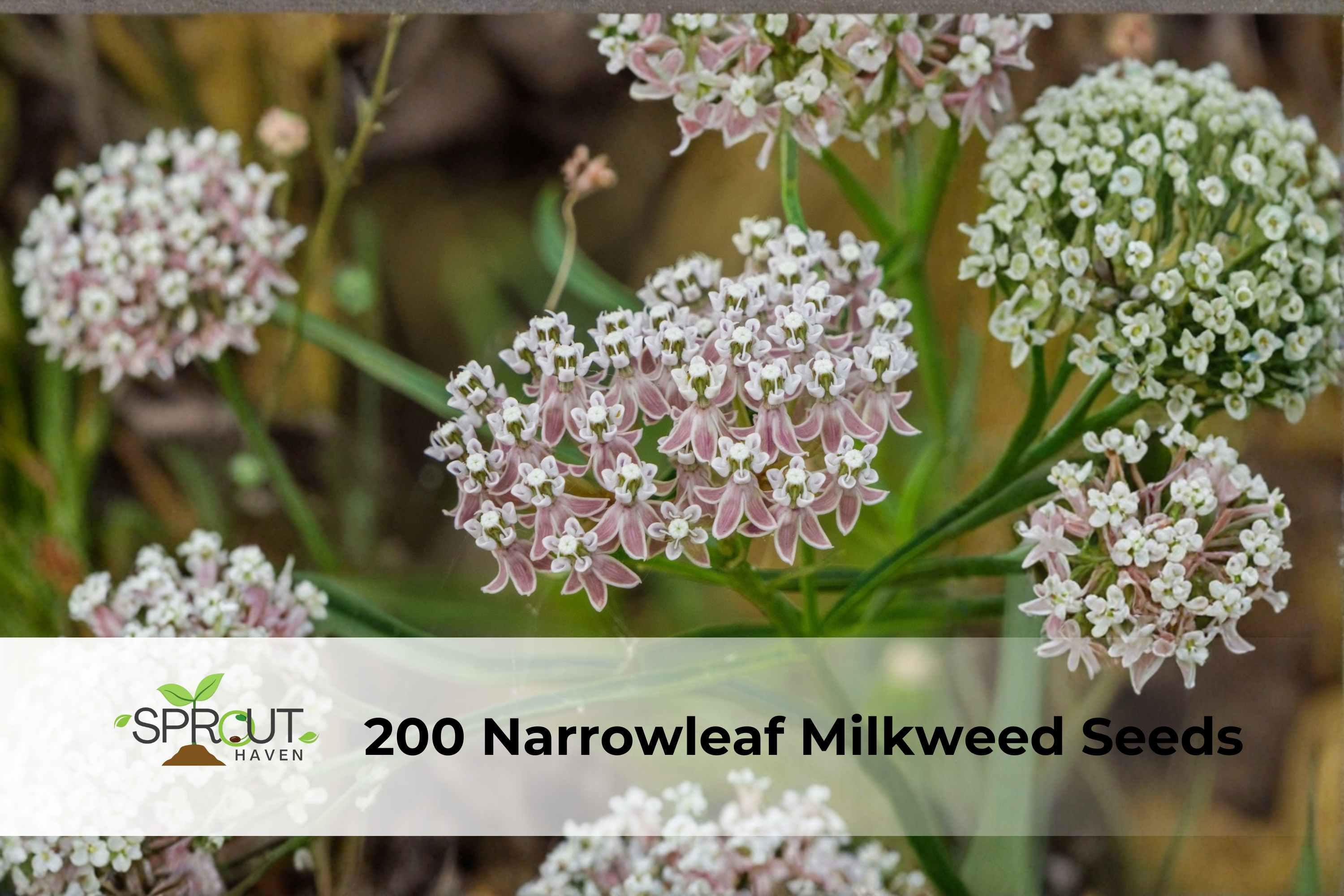 Narrowleaf Milkweed Seeds 200 Asclepias fascicularis Perennial Butterfly Flower Pollinator-Friendly