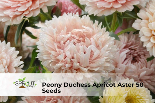 Peony Duchess Apricot Aster Seeds | Non-GMO Callistephus chinensis Ornamental Flower, 50 Seeds for Garden Beds & Borders