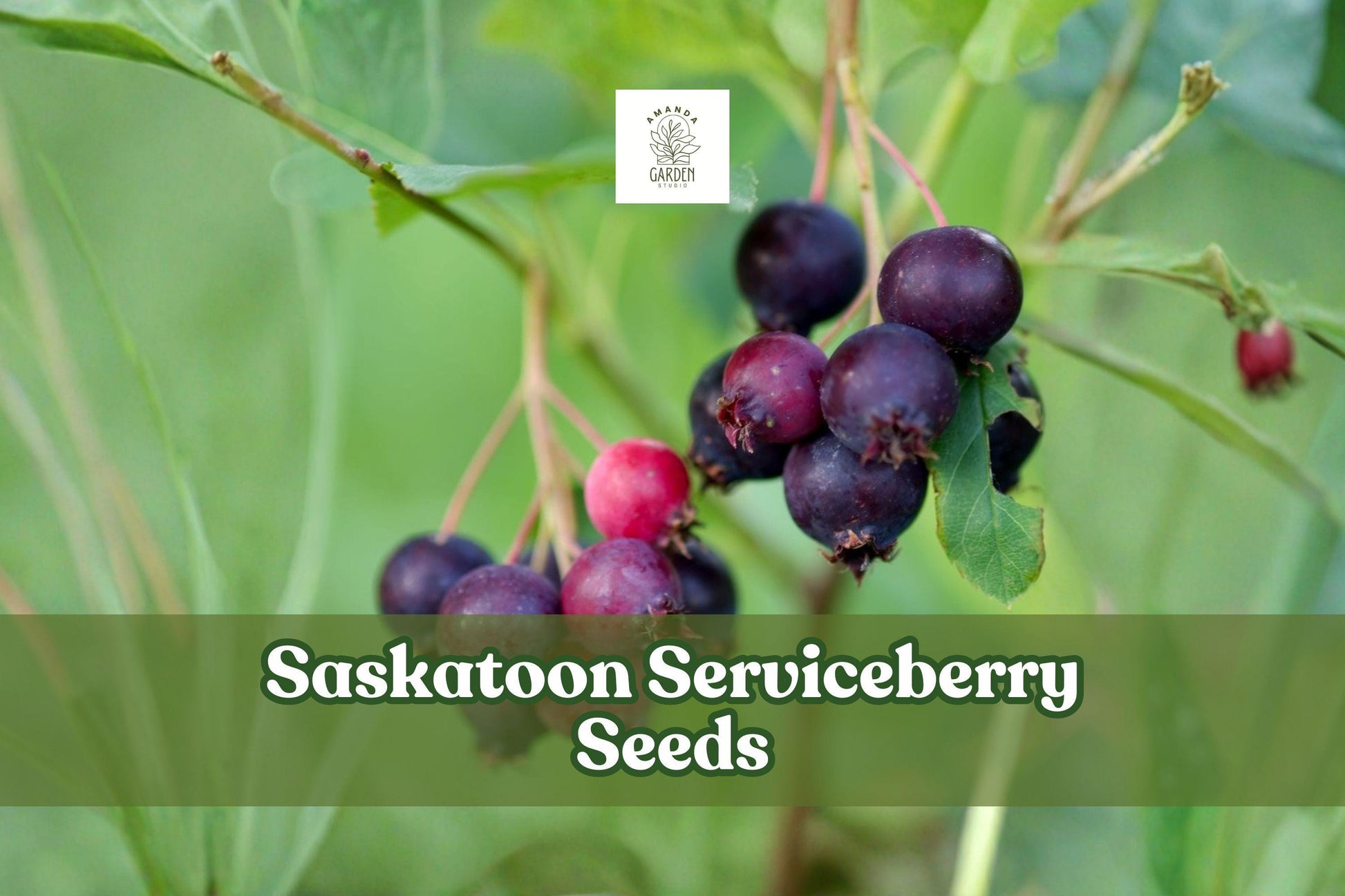 100 Saskatoon Serviceberry Seeds | Amelanchier alnifolia | Edible Berries, Hardy Shrub for Wildlife Gardens