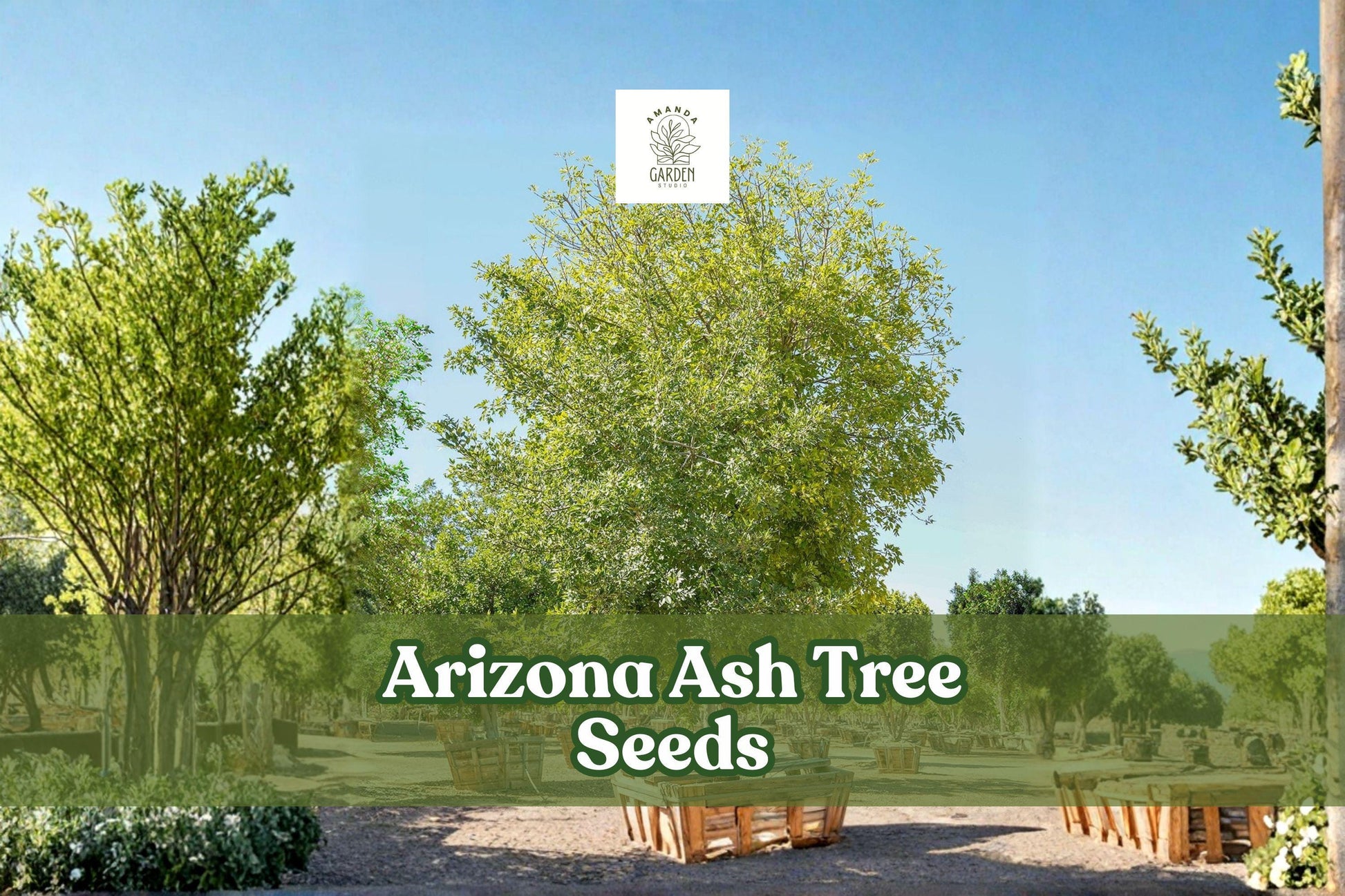 Arizona Ash Tree Seeds | Fast-Growing Drought Tolerant Shade Tree | Fraxinus velutina Seeds for Landscaping & Reforestation