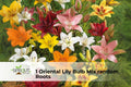Fragrant Oriental Lily Bulb Mix – 12/14 cm, Summer Blooming, Mixed Colors, Lilium Hybrid, Perennial Flower