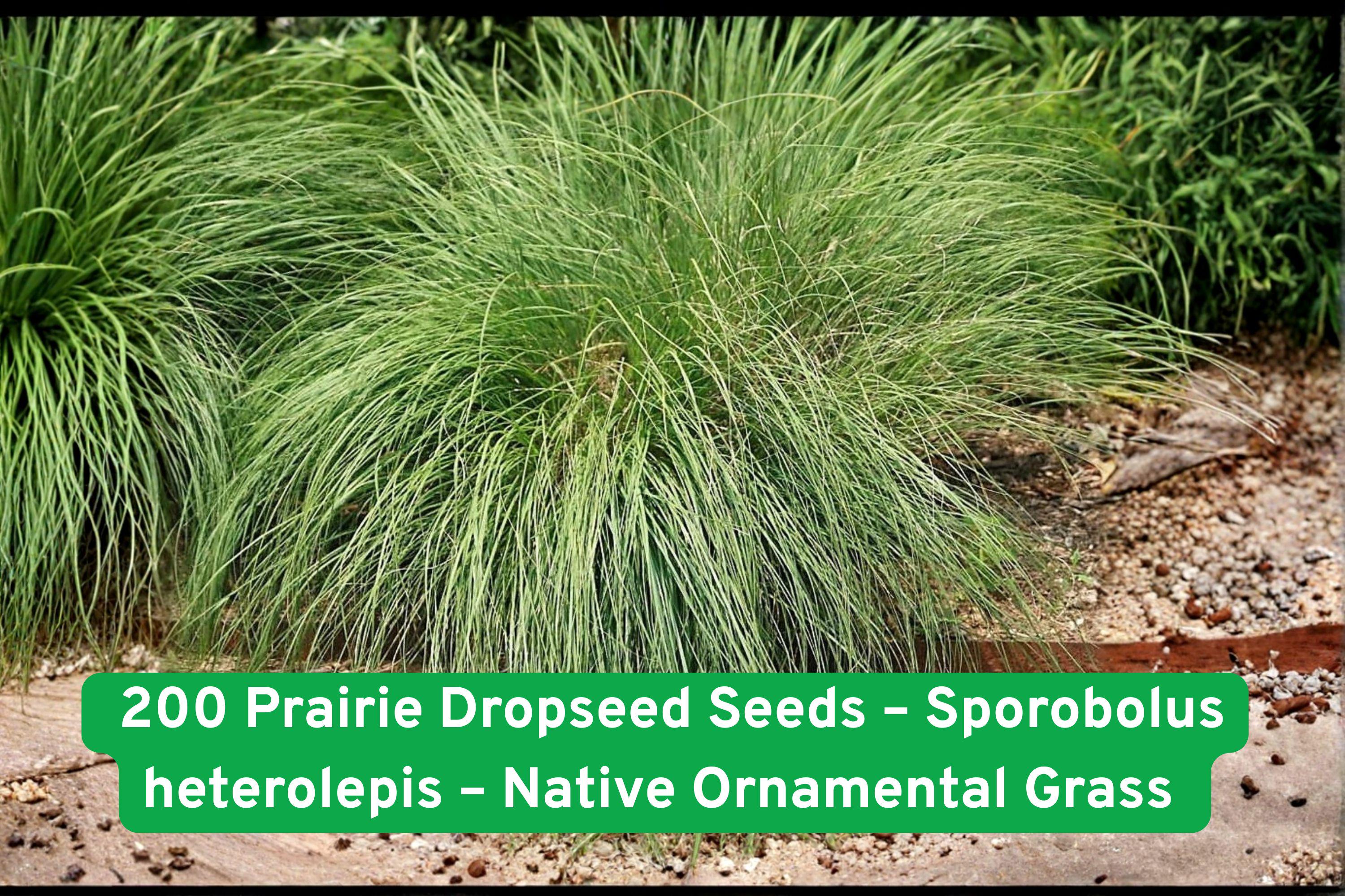 200 Prairie Dropseed Seeds – Sporobolus heterolepis – Native Ornamental Grass, Drought Tolerant, Deer Resistant, Perennial