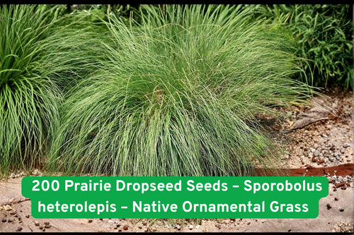 200 Prairie Dropseed Seeds – Sporobolus heterolepis – Native Ornamental Grass, Drought Tolerant, Deer Resistant, Perennial
