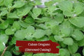 Cuban Oregano Cuttings – 5 Unrooted 6 Inch Stems | Fragrant Plectranthus amboinicus Herb for Indoor & Outdoor Gardening