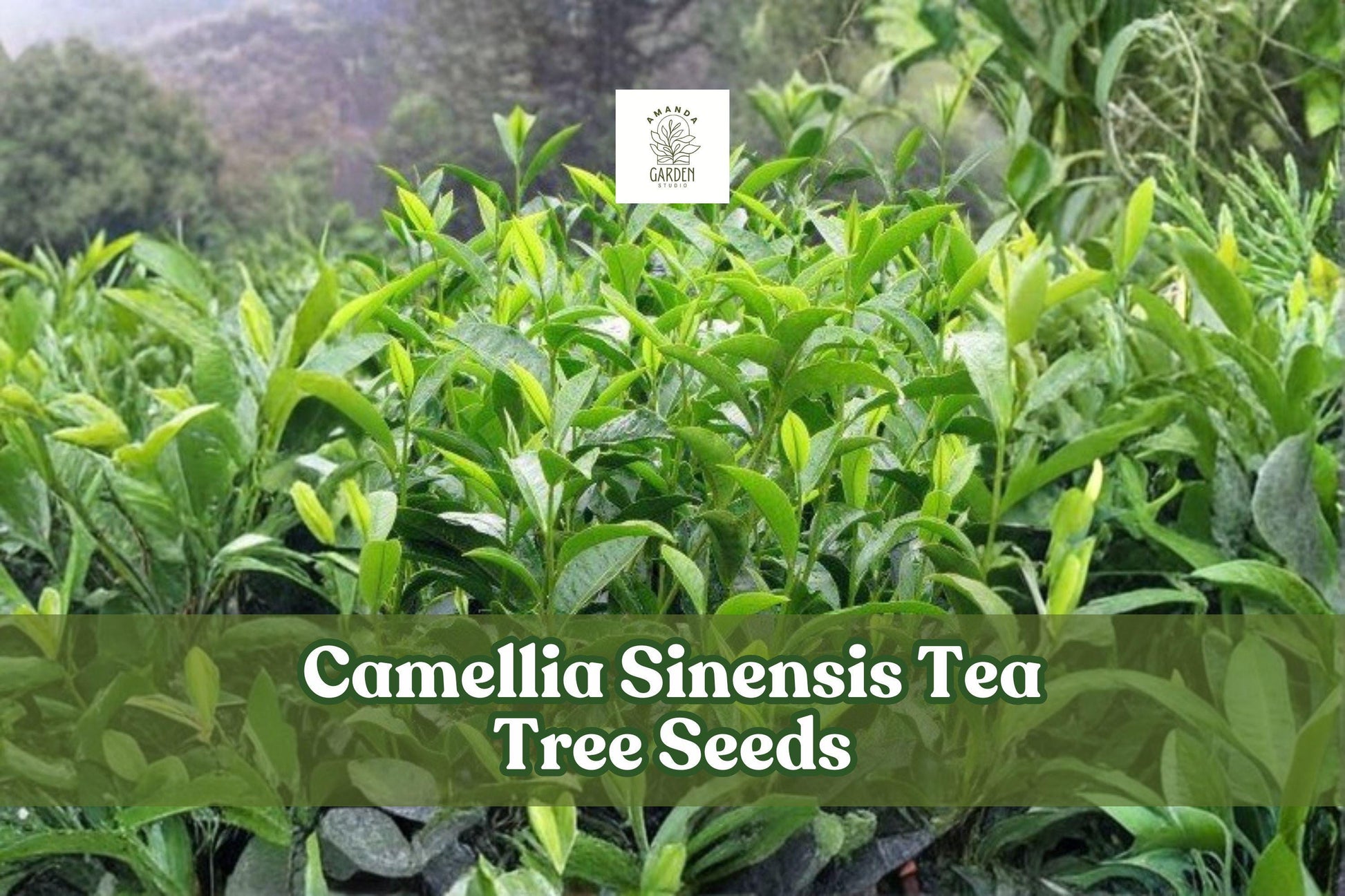 12 Tea Tree Seeds Camellia sinensis Evergreen Shrub for Green & Black Tea Cultivation