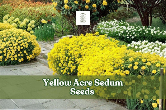 Yellow Acre Sedum Seeds - Drought-Tolerant Groundcover, Bright Yellow Flowers, Perennial Succulent, 200 Seeds