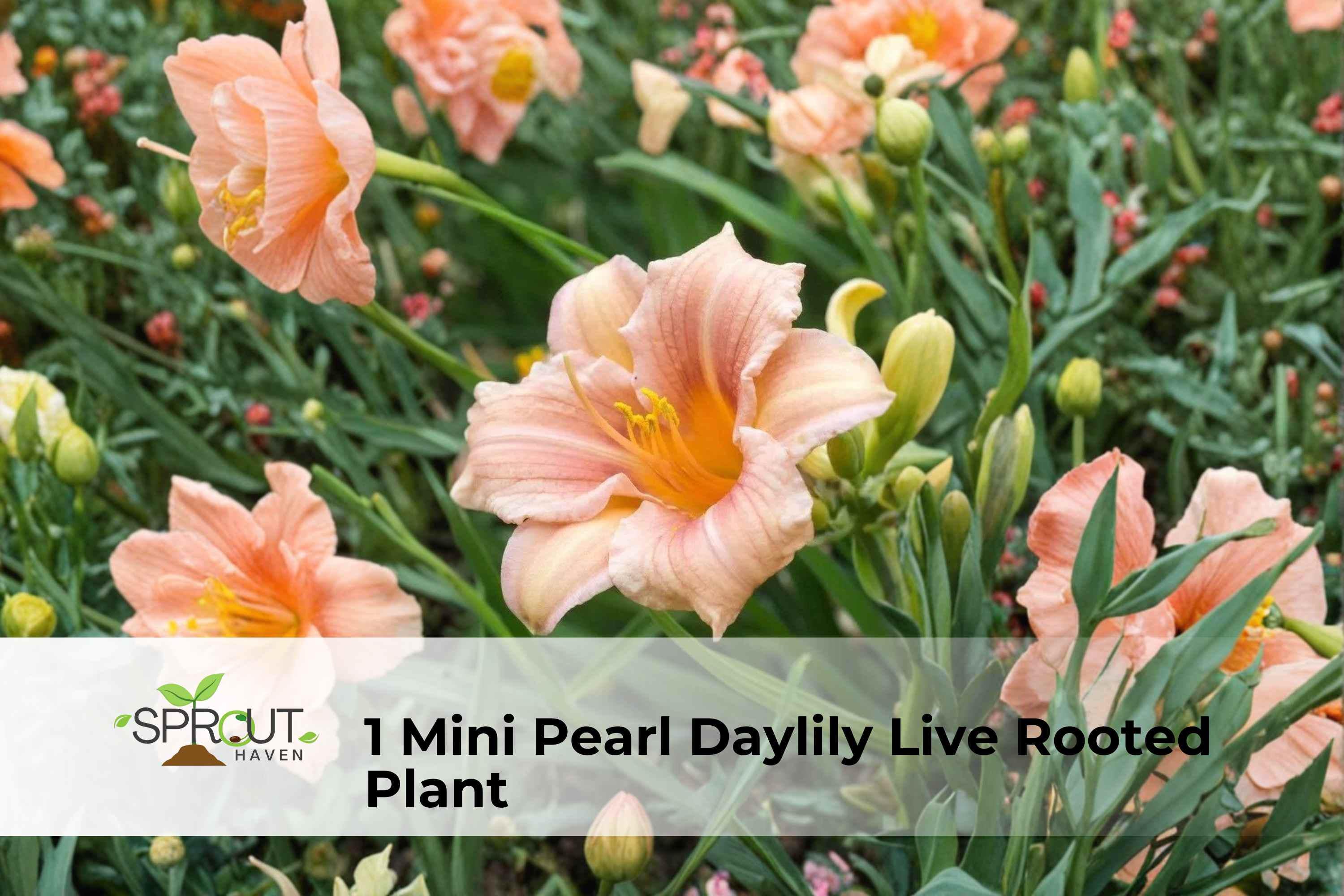 Mini Pearl Daylily Starter Plant – Two-Tone Yellow & Red Herbaceous Perennial Hemerocallis