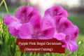 Purple-Pink Regal Geranium Cuttings, Pelargonium domesticum, Unrooted, Flowering, Fragrant Foliage
