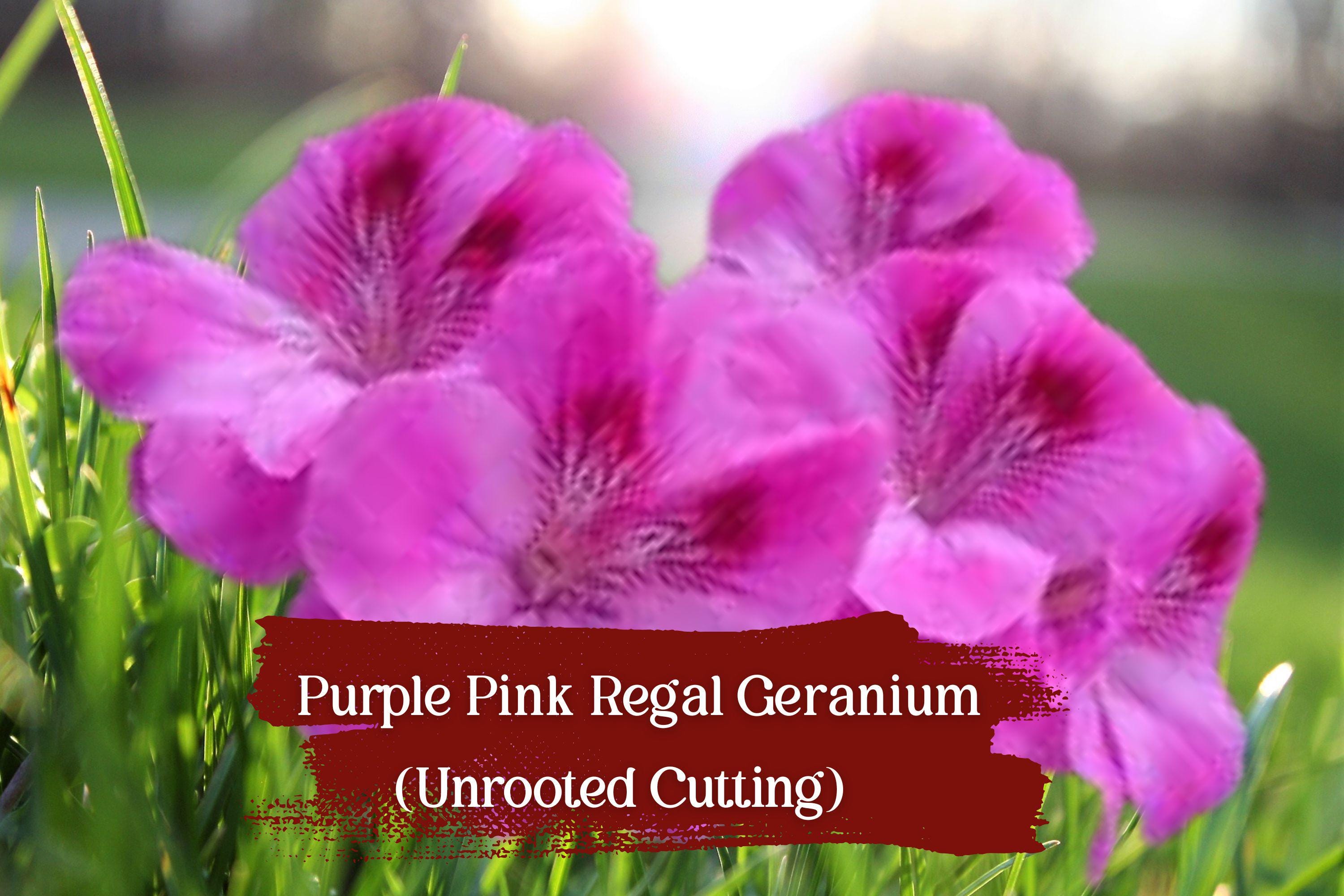 Purple-Pink Regal Geranium Cuttings, Pelargonium domesticum, Unrooted, Flowering, Fragrant Foliage