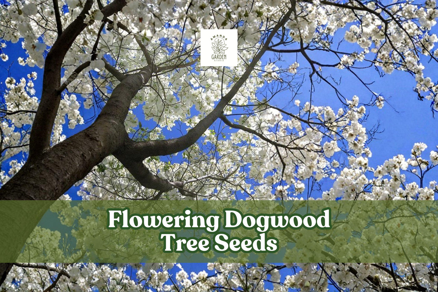 Flowering Dogwood Tree Seeds, Cornus florida, Ornamental Deciduous Tree, Spring Blooms, Fall Foliage, Landscaping, Bonsai