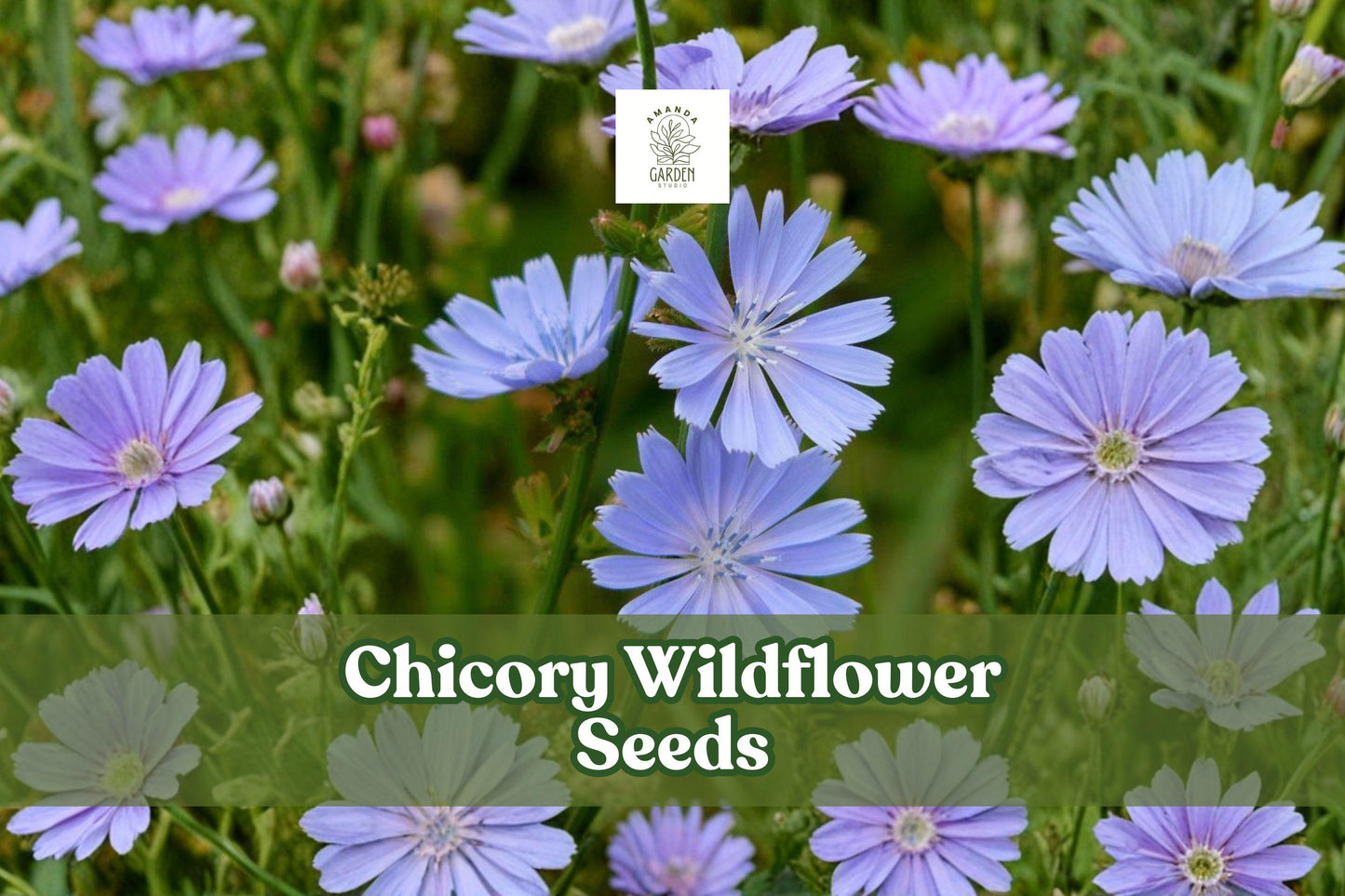 1000 Chicory Seeds - Blue Wildflowers for Pollinator Gardens - Cichorium intybus, Drought-Tolerant, Full Sun, Summer Bloom