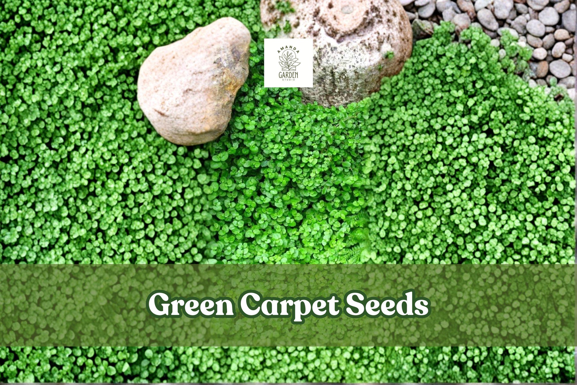 Green Carpet Seeds | Herniaria glabra | Drought-Tolerant Groundcover for Lawns & Gardens | Rupturewort Seeds