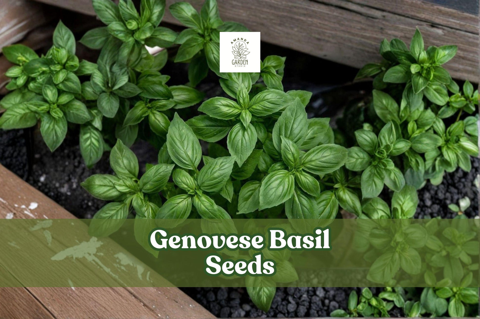 500+ Genovese Basil Seeds | Italian Herb for Pesto & Cooking | Ocimum basilicum var. genovese Seeds