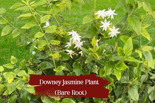 Live Jasminum pubescens Bare Root Plant – Fragrant White Flower Vine, Evergreen Climber for Garden, Trellis, Fence