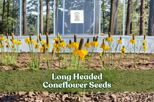 Long Headed Coneflower Seeds | Native Prairie Wildflower | Drought-Tolerant Pollinator Attractant | Ratibida columnifera