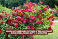 Knock Out Red Rose Bush Cuttings, 3 Unrooted 6-Inch Live Plant Clippings, Rosa 'Radrazz' for Garden, Landscape & Containers