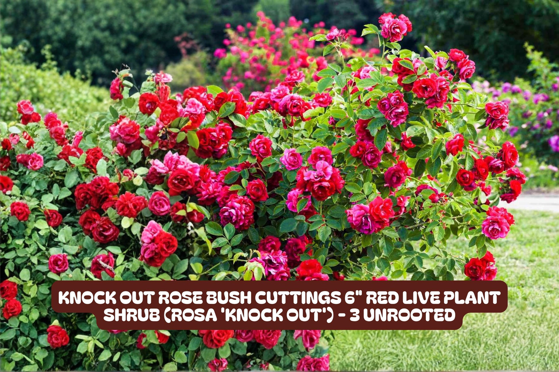 Knock Out Red Rose Bush Cuttings, 3 Unrooted 6-Inch Live Plant Clippings, Rosa 'Radrazz' for Garden, Landscape & Containers