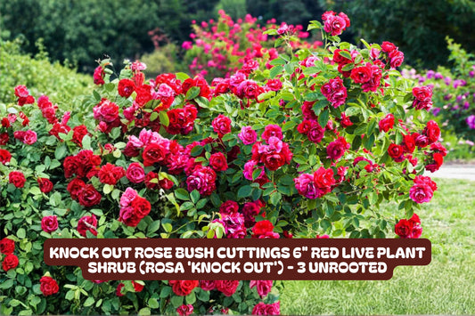 Knock Out Red Rose Bush Cuttings, 3 Unrooted 6-Inch Live Plant Clippings, Rosa 'Radrazz' for Garden, Landscape & Containers