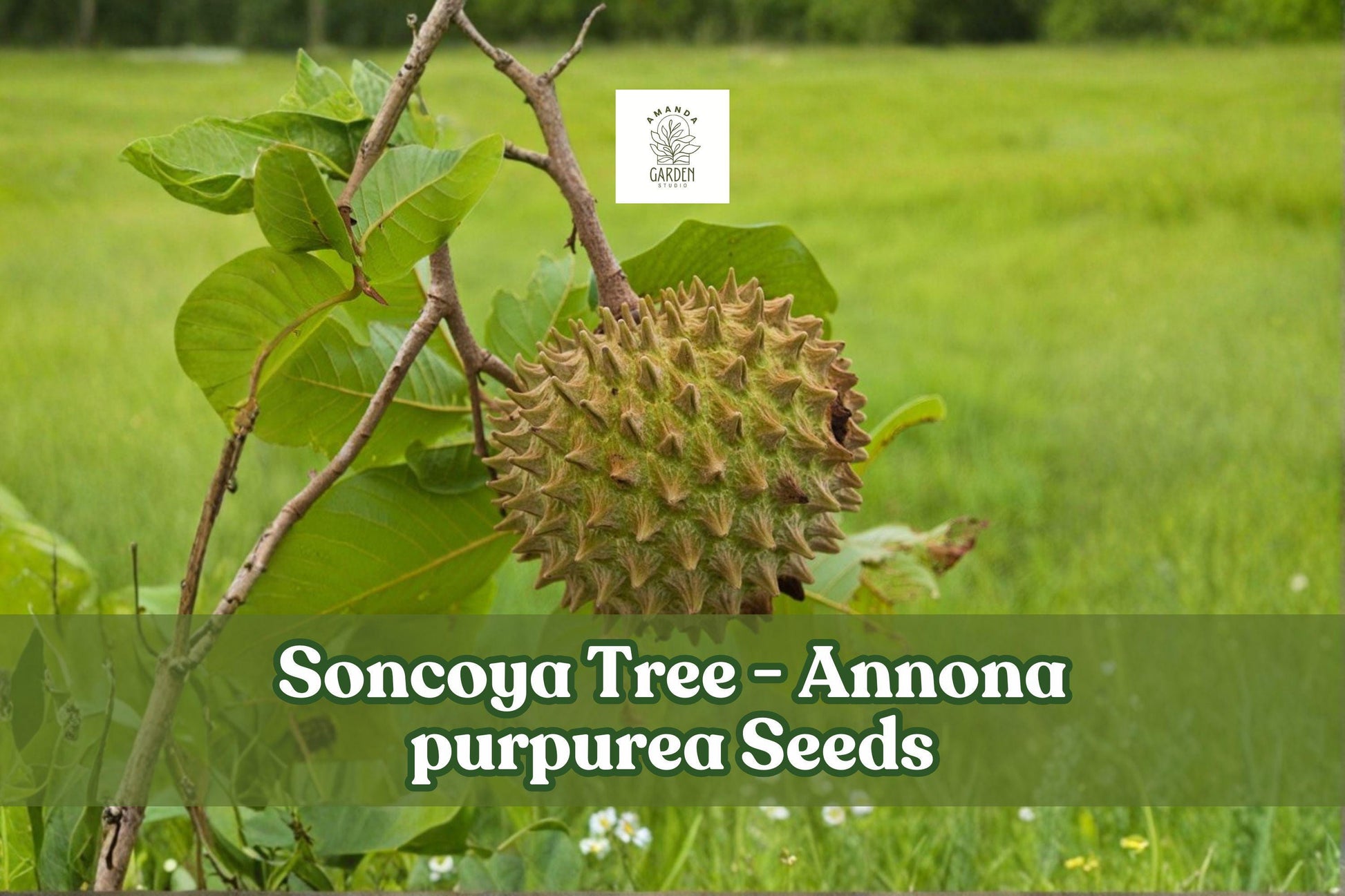 5 Soncoya Tree Seeds, Annona purpurea, Tropical Fruit Tree, Rare Edible Fruit, Green Foliage, Full Sun, Greenhouse Cultivation
