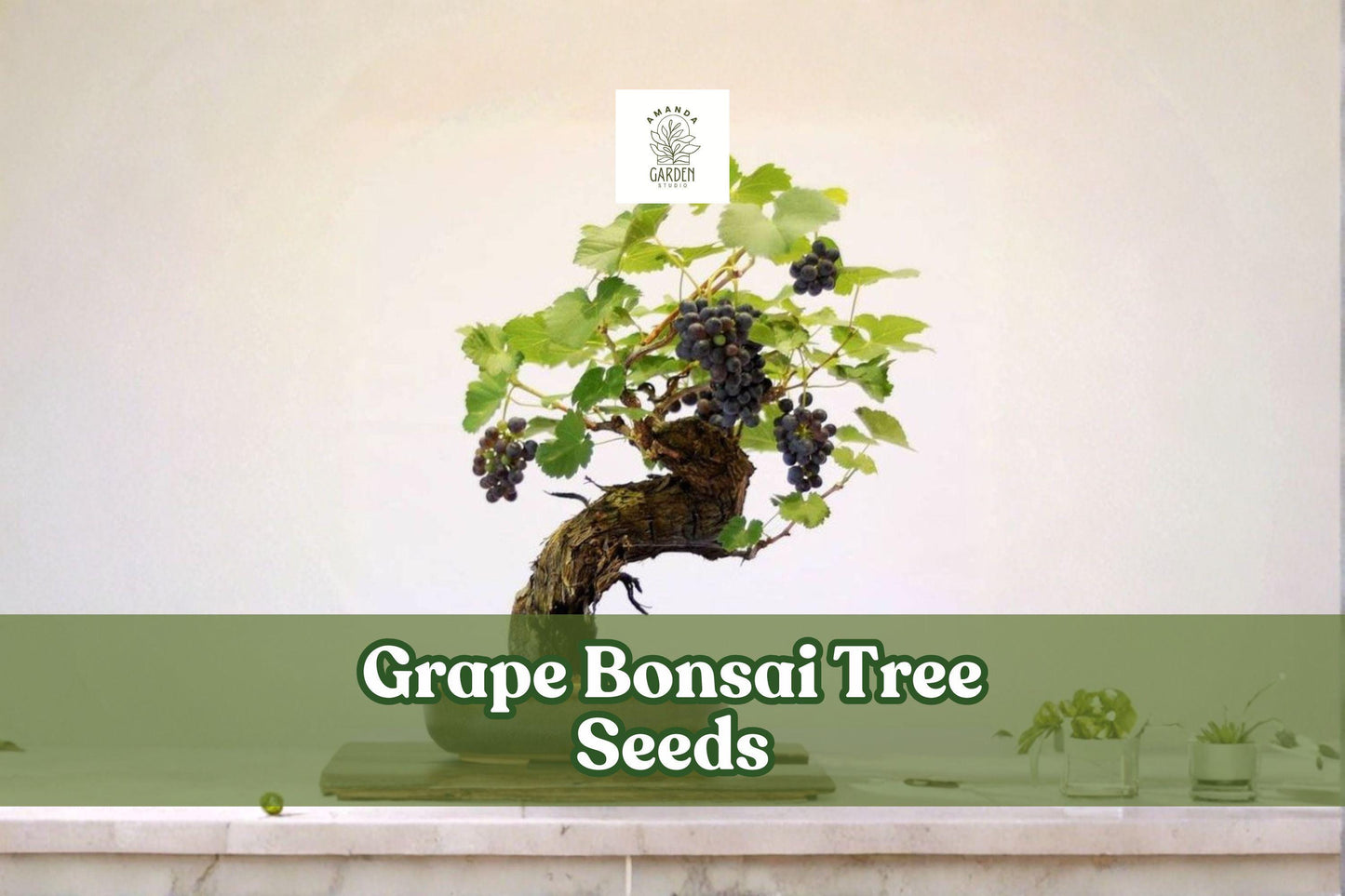 Grape Bonsai Tree Seeds – Vitis vinifera, Miniature Vine for Bonsai, Patio, Garden Trellises, 50+ Seeds