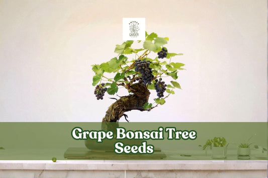 Grape Bonsai Tree Seeds – Vitis vinifera, Miniature Vine for Bonsai, Patio, Garden Trellises, 50+ Seeds