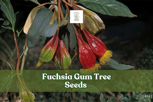 Fuchsia Gum Tree Seeds, Eucalyptus forrestiana, Ornamental Drought-Tolerant Shrubs, Bird-Attracting Seeds, 10 Pack