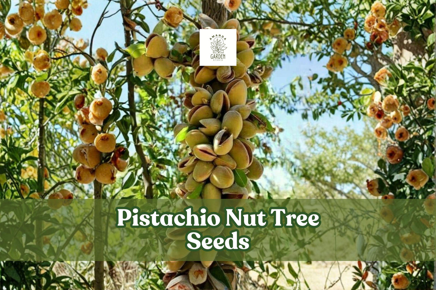 Pistachio Nut Tree Seeds – Drought-Tolerant, Deciduous Fruit Tree, Pistacia vera, 10 Seeds