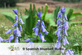 Spanish Bluebell Bulbs 9 Pack Hyacinthoides hispanica Hardy Perennial Spring Flowers