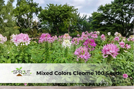 Cleome Spider Flower Seeds – Non-GMO, Mixed Colors, 100 Seeds, Ornamental Annual for Borders, Pollinator Gardens