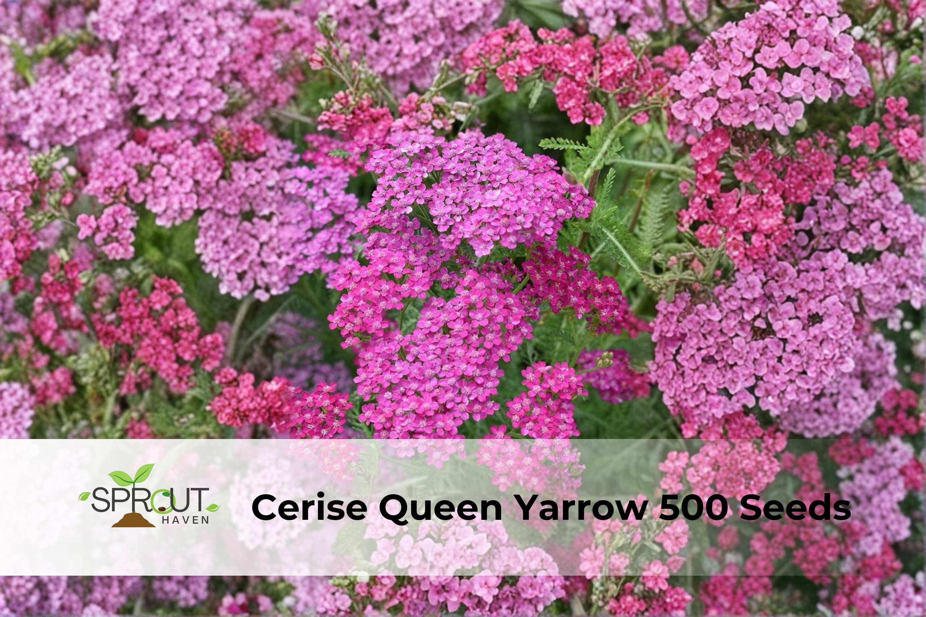 Cerise Queen Yarrow Seeds, Pink Perennial Flower, Achillea millefolium, Pollinator-Friendly, Drought-Tolerant, 500 Seeds