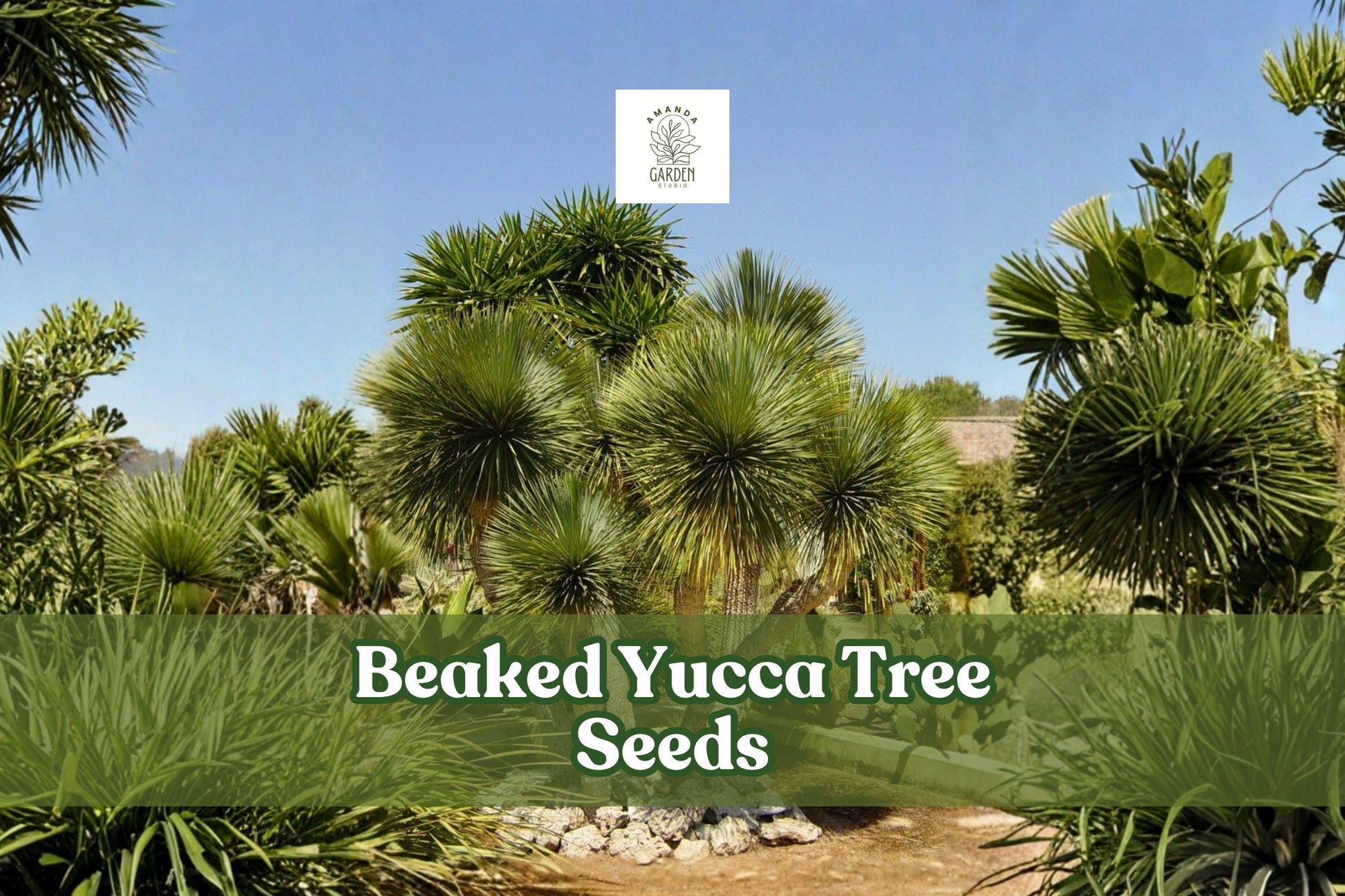Beaked Yucca Seeds, Drought-Tolerant Desert Plant, Yucca rostrata, Blue-Green Foliage, Succulent, Xeriscape, Indoor/Outdoor