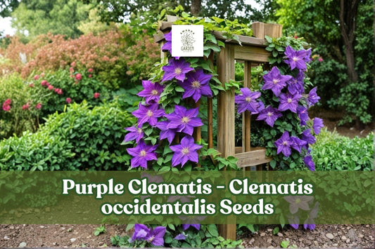 Purple Clematis Seeds, Climbing Vine, Violet Blooms, Clematis occidentalis, Perennial Flowering Vine, Garden Climber, Pollinator-Friendly