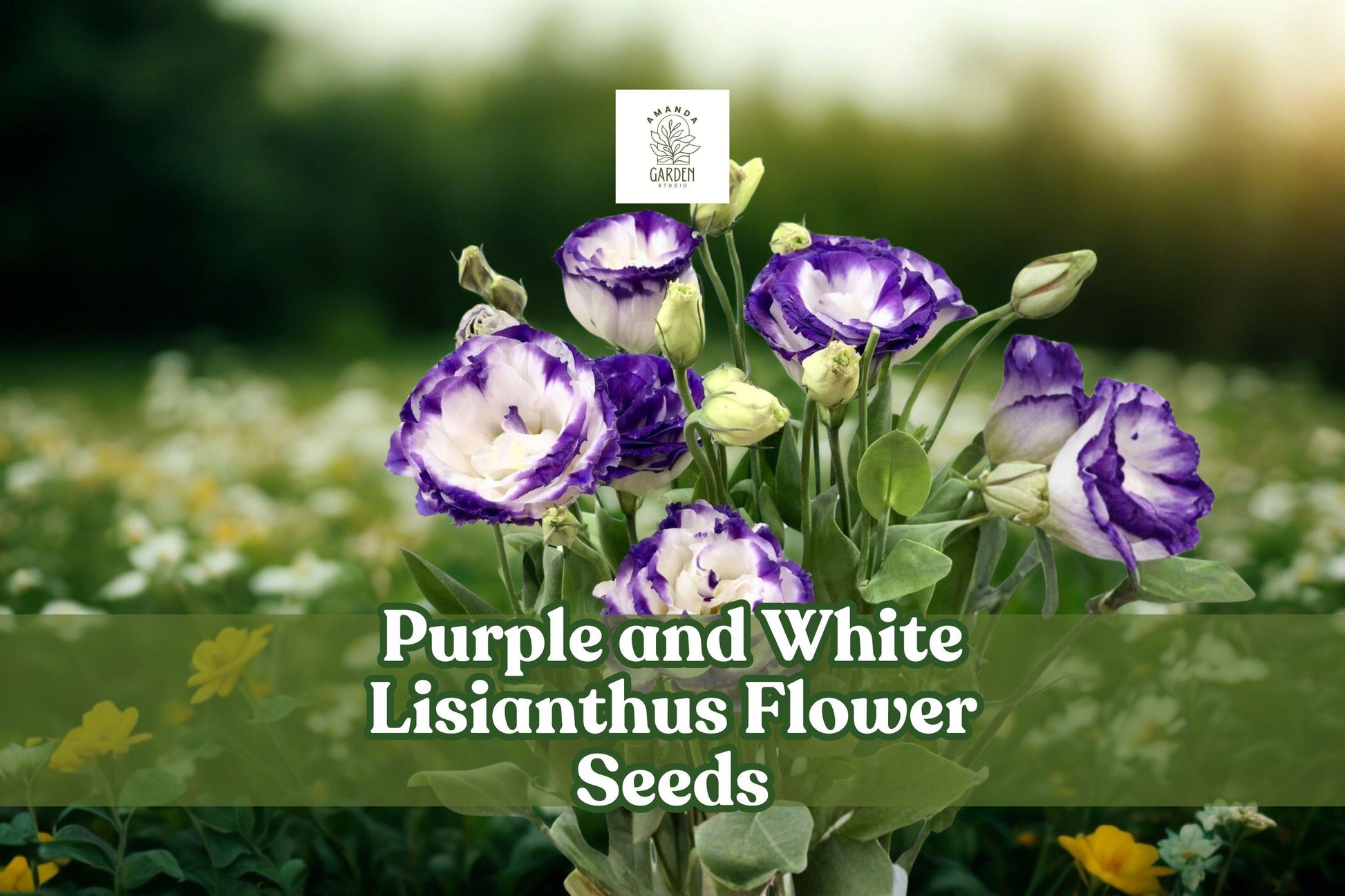 Purple and White Lisianthus Seeds – Pelleted Eustoma grandiflorum for Garden, Cut Flowers & Borders