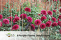 Purple Flame Dahlia Bulb - Perennial Flower for Garden Borders & Containers, Vibrant Purple Blooms