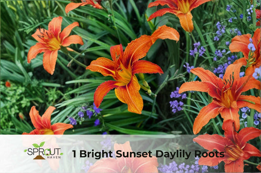 Bright Sunset Daylily Starter Plant – Hemerocallis spp., Vibrant Sunset Blooms, Hardy Perennial for Garden Beds & Containers