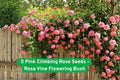 Pink Climbing Rose Seeds - Fragrant Double Blooms, Rosa Vine for Arbors, Fences & Trellises, Pollinator-Friendly, Repeat Blooming
