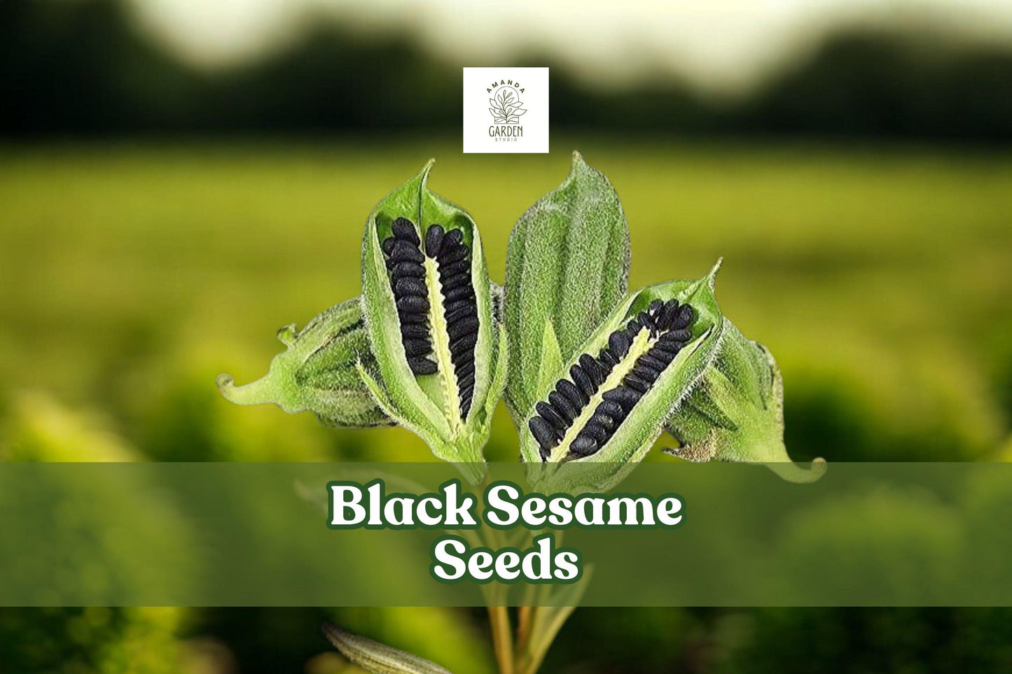 Black Sesame Seeds for Planting – Heirloom Sesamum indicum – Grow Kurogoma for Home Gardens & Seed Collection