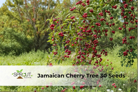 Jamaican Cherry Tree Seeds | Tropical Ornamental Muntingia calabura | Fast-Growing White Flowering Tree