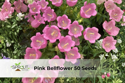 Pink Bellflower Seeds – Campanula medium, Cottage Garden Flower, Pink, Ornamental Perennial, Pollinator-Friendly, Non-GMO, 50 Seeds
